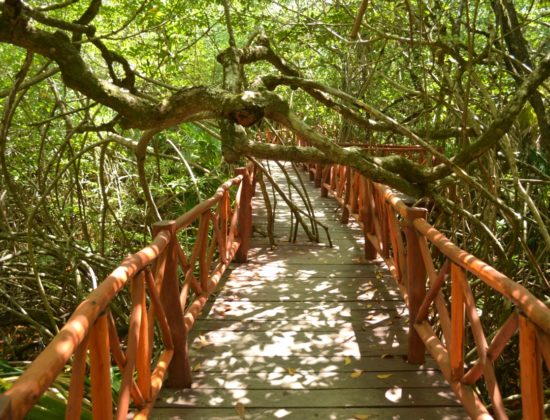 Tour  Cenote Casa Tortugas + Madre Tierra