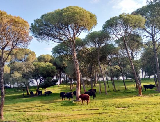Visita a una ganadería de Toros Bravos en Sevilla