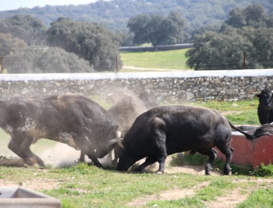 Visita a una ganadería de Toros Bravos en Sevilla