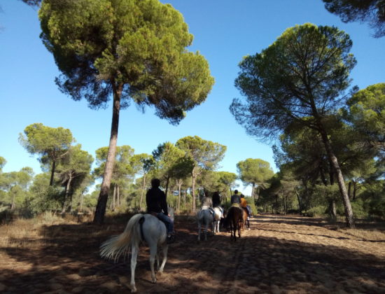 Ruta a Caballo por Doñana