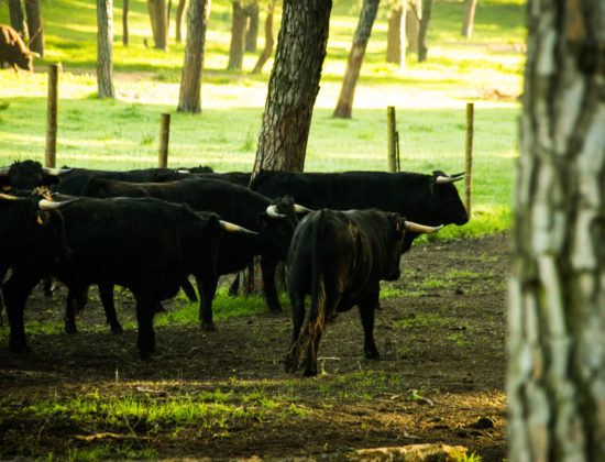 Visita a una ganadería de Toros Bravos en Sevilla