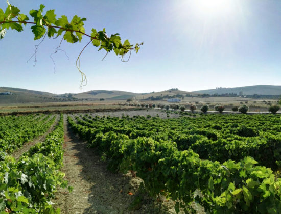 Excursión a Jerez y Cádiz desde Sevilla