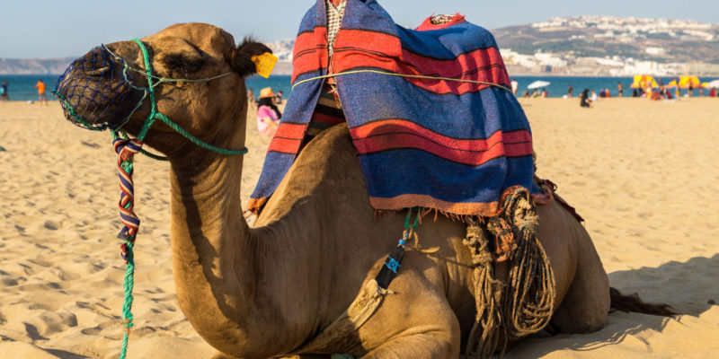 Excursión a Tánger (Marruecos) desde Tarifa