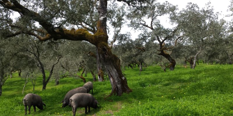 Visita a finca de cerdo ibérico y tour del jamón