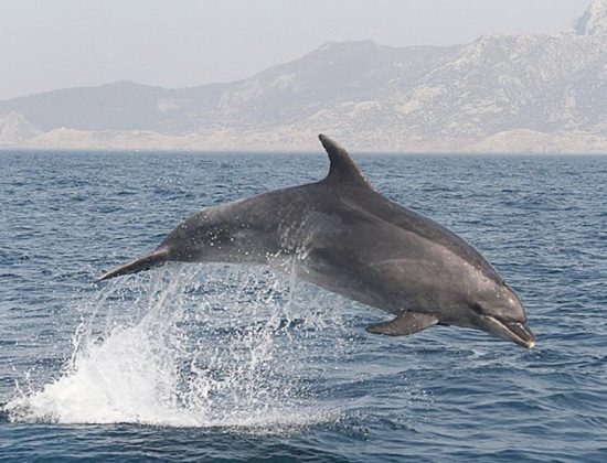 Excursión de avistamiento de ballenas y playa desde Sevilla