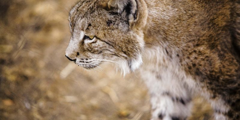 Excursión privada al Parque Nacional de Doñana