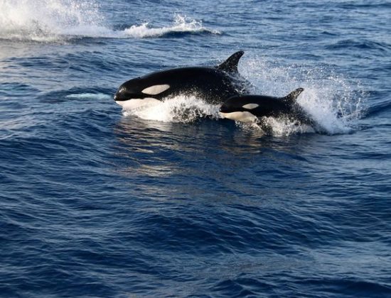 Excursión de avistamiento de ballenas y playa desde Sevilla