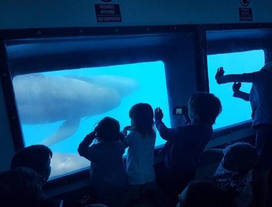 Excursión de avistamiento de ballenas y playa desde Sevilla